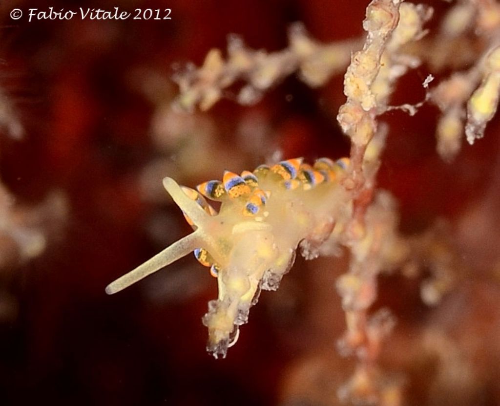 4 mm di nudibranco